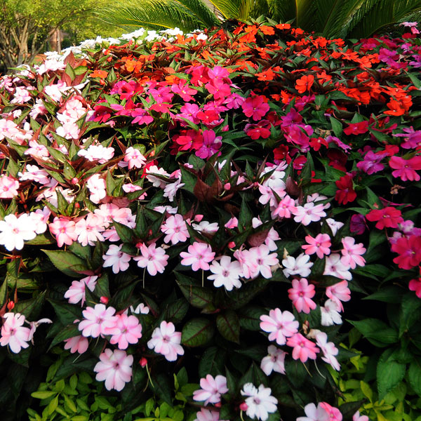 Impatiens (Impatiens x hybrida)