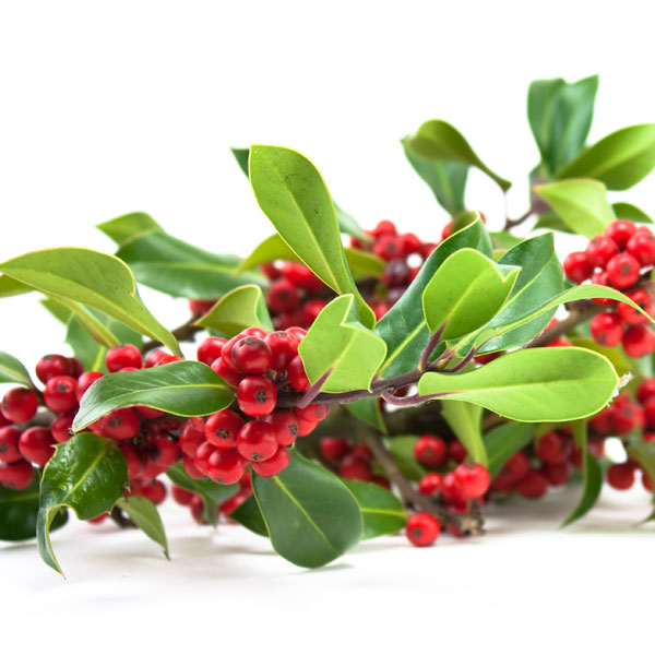 Chinese Holly (Ilex cornuta)