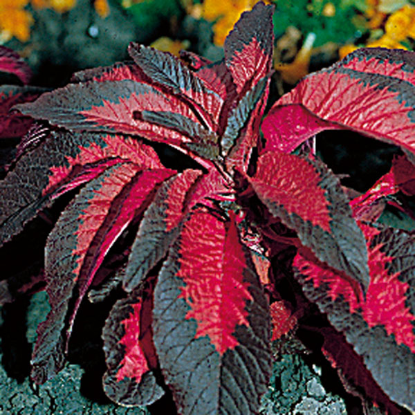 Joseph's Coat, Amaranthus (Amaranthus tricolor)