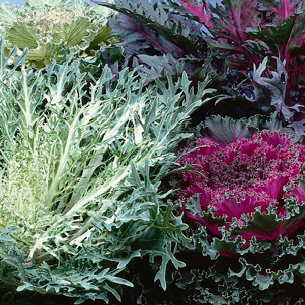 Flowering Cabbage/Kale (Brassica oleracea)
