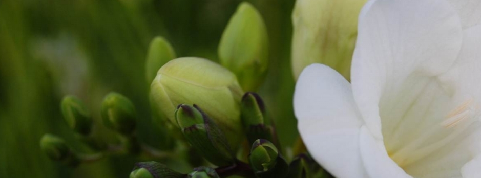 Flower Scents