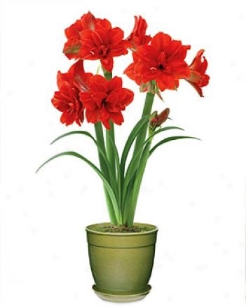 Amaryllis (Hippeastrum hybrid)