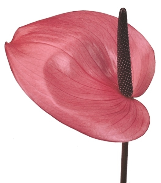 Anthurium, Flamingo Flower (Anthurium species)