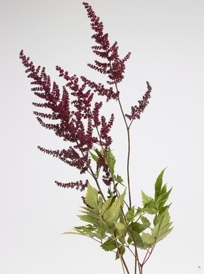 Astilbe, False Spirea (Astilbe species)