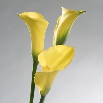 Calla, Calla Lily (Zantedeschia species)