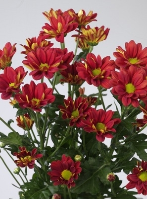 Daisy Chrysanthemum, Mum (Chrysanthemum morifolium)