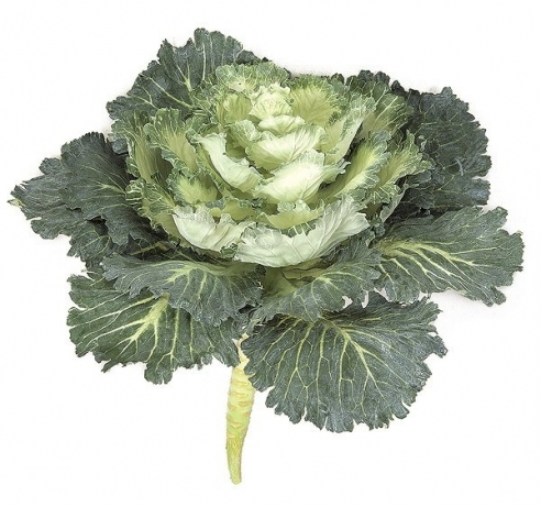 Cabbage (Ornamental), Brassica oleracea