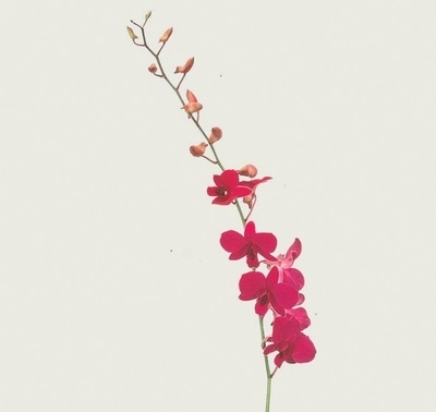 Cymbidium (mini) Orchid (Cymbidium species)