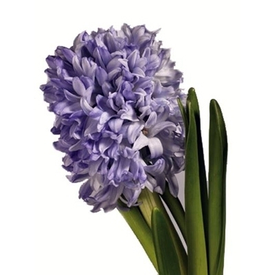 Hyacinth (Hyacinthus species)