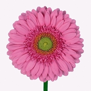 Gerbera (Mini), Gerbera jamesonii