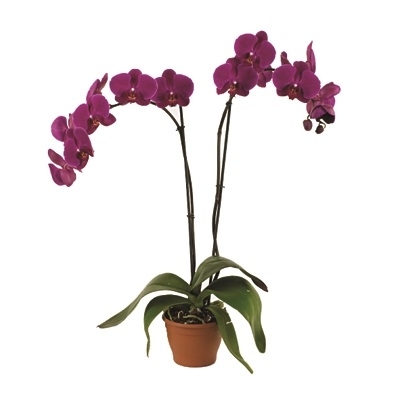 Orchid, Moth Orchid (Phalaenopsis species)