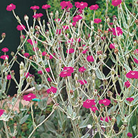 Rose Campion, Mullein Pink (Lychnis coronaria)