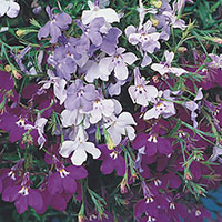 Trailing Lobelia (Lobelia erinus)