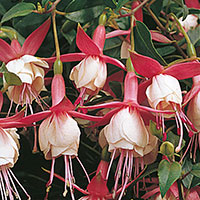 Fuchsia (Fuchsia hybrid)