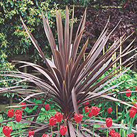 Cordyline, Spikes (Cordyline species)