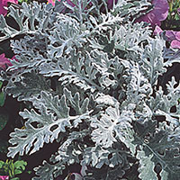 Dusty Miller 'Silver Dust' (Artemisia stelleriana)