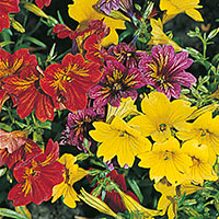 Salpiglossis, Painted Tongue (Salpiglossis hybrid)