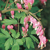 Old-Fashioned Bleeding Heart, Lyre Flower (Dicentra spectabilis)