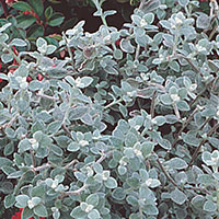Helichrysum Hybrid (Helichrysum hybrid)