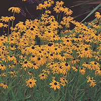 Black-Eyed Susan (Rudbeckia fulgida)