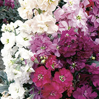 Stock, Gilly Flower (Matthiola incana)