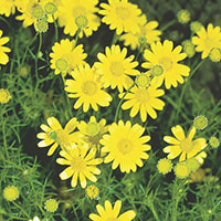 Dahlberg Daisy, Golden Fleece (Dyssodia tenuiloba)