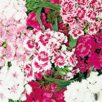 Sweet William (Dianthus barbatus)