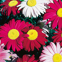 Painted Daisy, Pyrethrum (Pyrethrum coccineum)