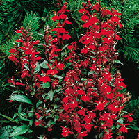 Cardinal Flower (Lobelia x speciosa)