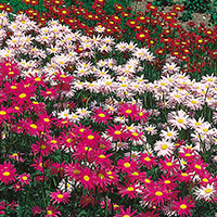 Painted Daisy, Pyrethrum (Tanacetum coccineum)