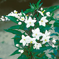 Star of Bethlehem, White Potato Vine (Solanum jasminoides)