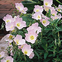 Evening Primrose 'Siskiyou' (Oenothera berlanderi)