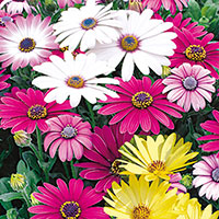 Osteospermum, African Daisy, Cape Daisy (Osteospermum)