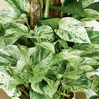 Pothos 'Marble Queen' (Scindapsus Aureus)