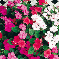 Impatiens (Impatiens walleriana)