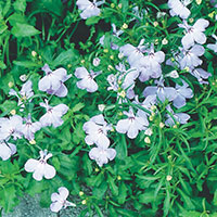 Upright Lobelia (Lobelia erinus)