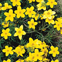 Bidens (Bidens ferulifolia)