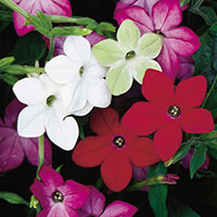 Nicotiana (Nicotiana)