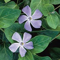 Vinca Vine, Big Leaf Periwikle (Vinca major)