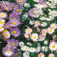 Brachycome, Swan River Daisy (Brachyscome)