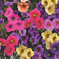 Calibrachoa (Calibrachoa Hybrid)