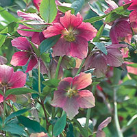 Lenten Rose, Christmas Rose (Helleborus species)