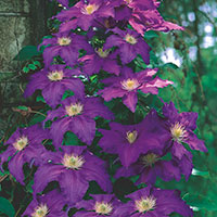 Clematis (Clematis Hybrid)