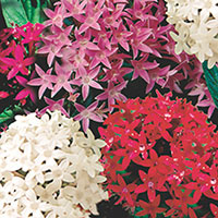 Pentas, Star Cluster (Pentas lanceolata)