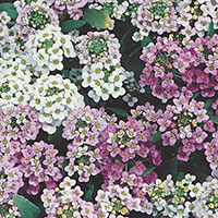 Sweet Alyssum (Lobularia maritima)