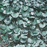 Dichondra, Silver Nickle Vine (Dichondra argentea)