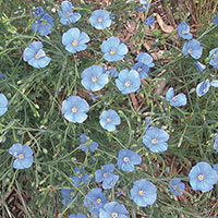 Blue Flax, Perennial Flax (Linum perenne)