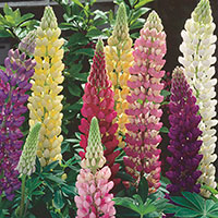 Garden Lupine, Big Leaf Lupine (Lupinus polyphyllus)