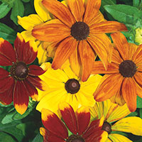 Gloriosa Daisy (Rudbeckia hirta)