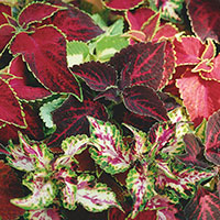 Coleus, Painted Nettle (Solenostemon)